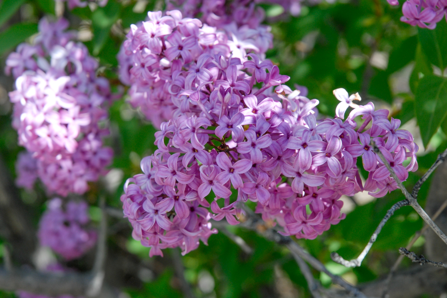 Persian Lilac